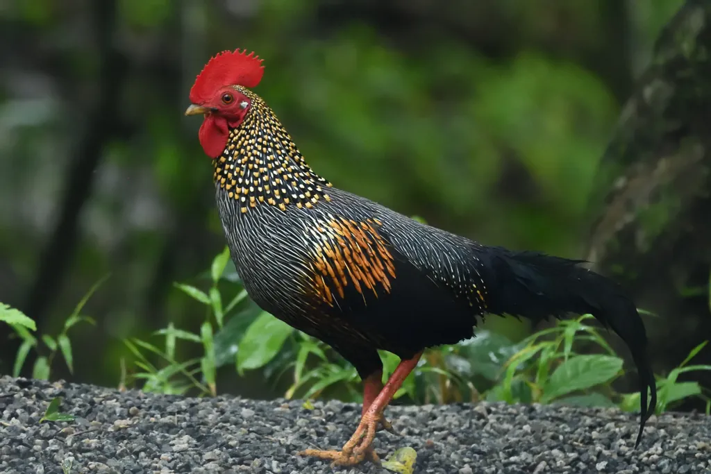 galo-cinzento