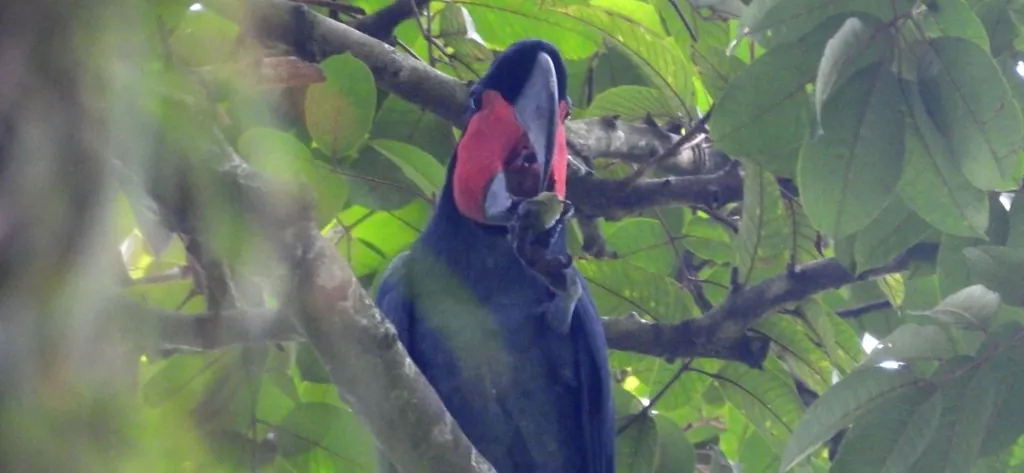 Cacatua-das-palmeiras