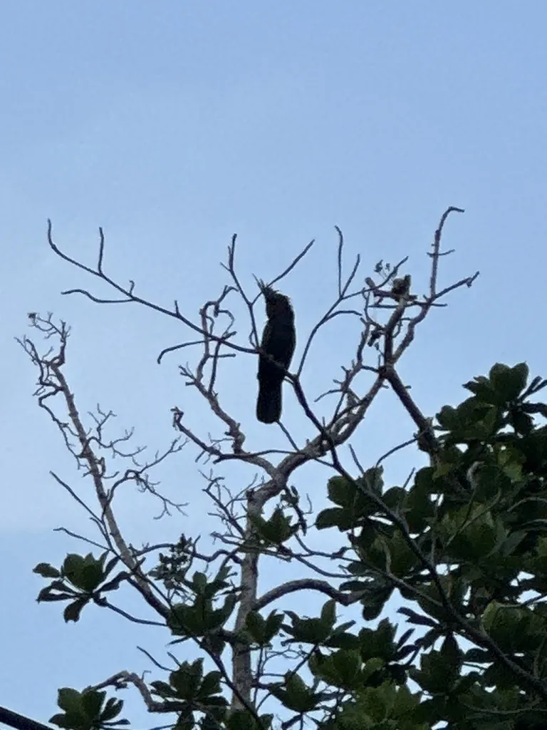 cacatua-das-palmeiras