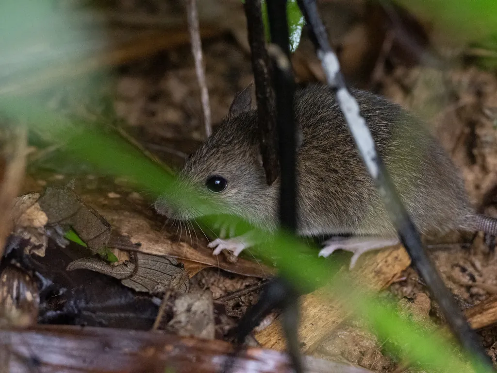 Rato-do-pacífico