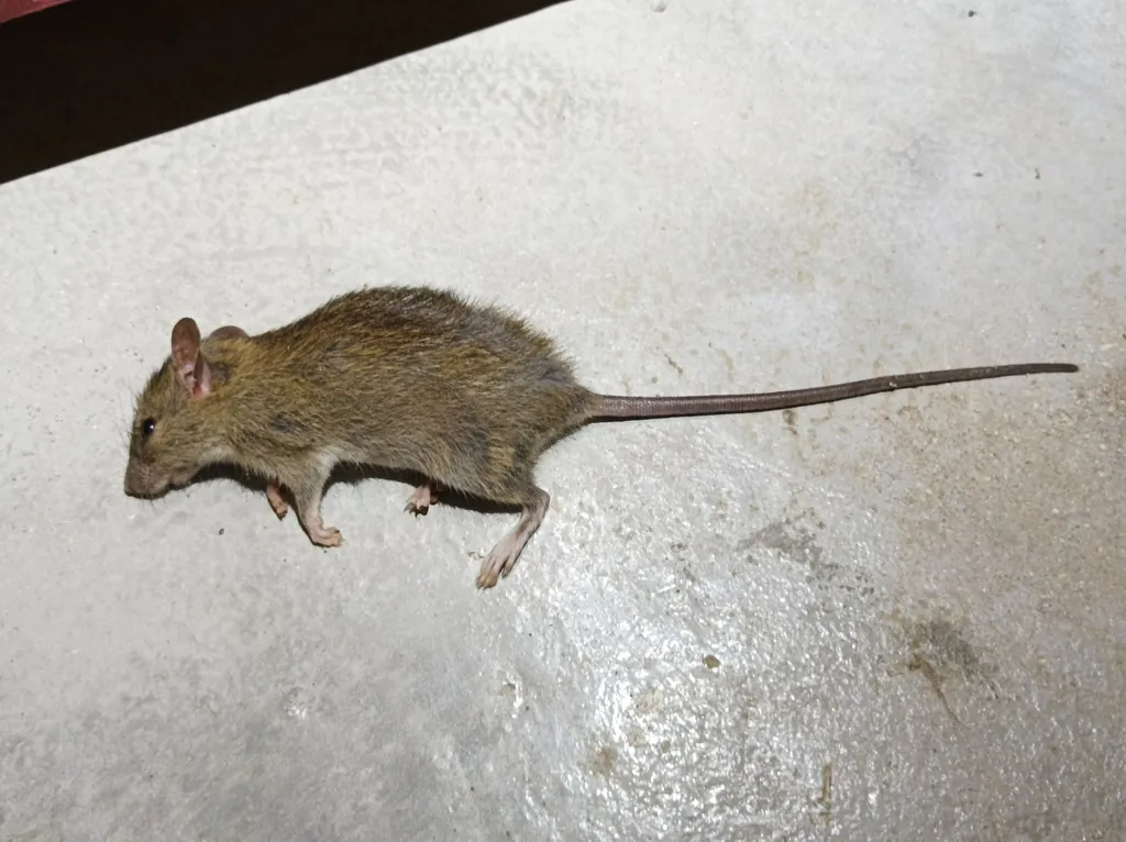 Rato-do-pacífico