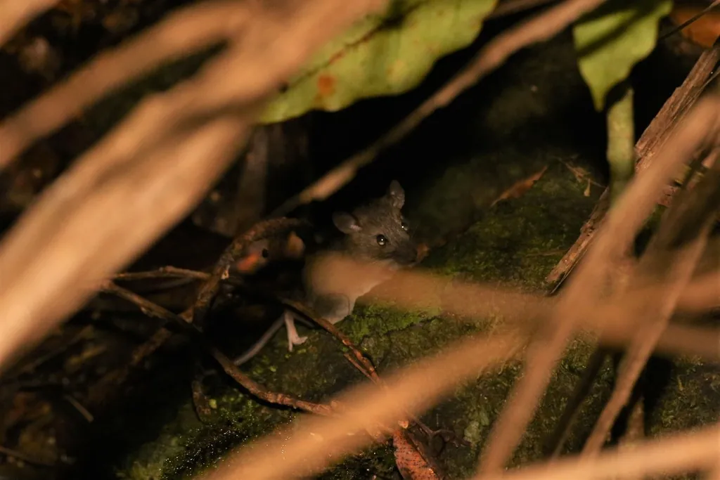 Rato-do-pacífico