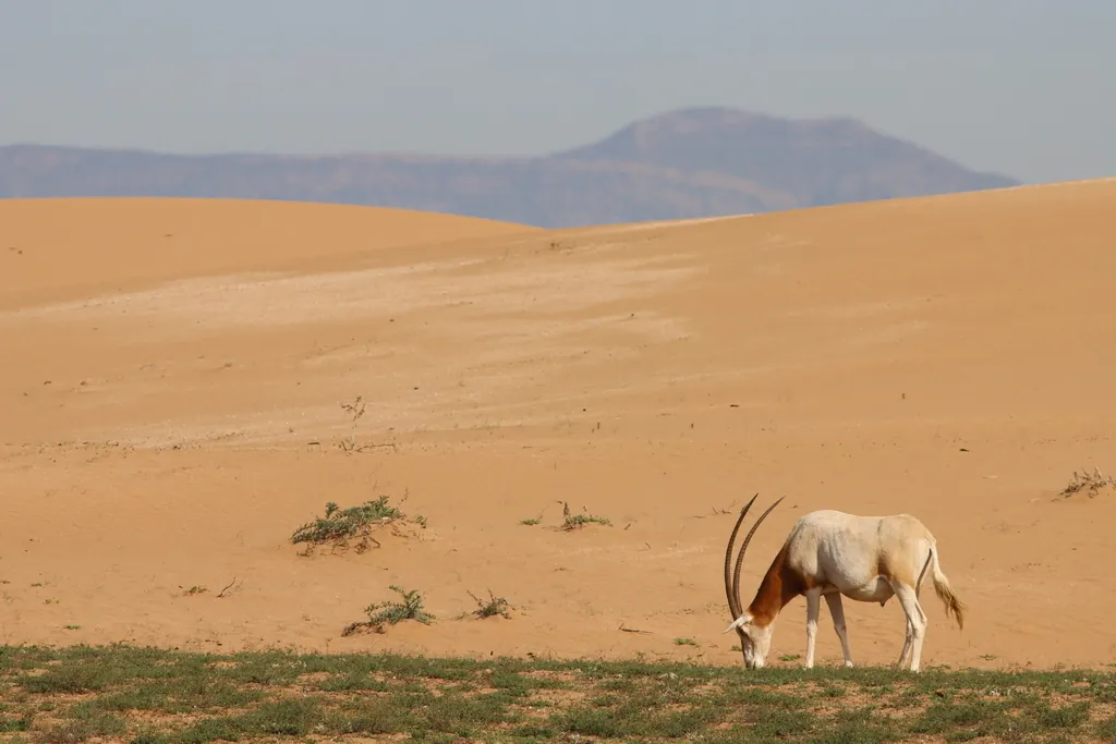 Oryx dammah