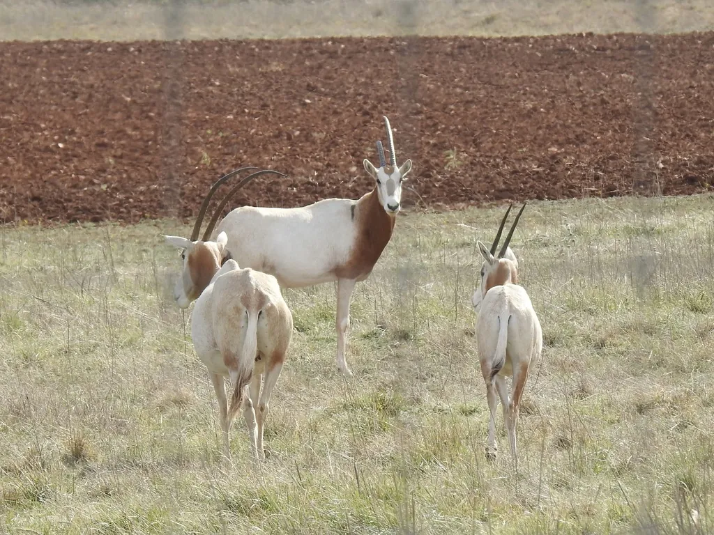 Oryx dammah