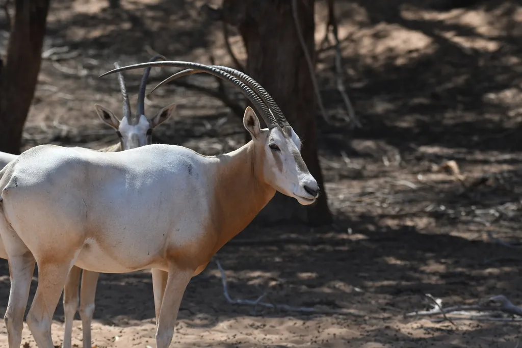 Oryx dammah