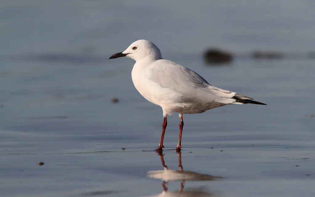 Gaivota-de-bico-fino