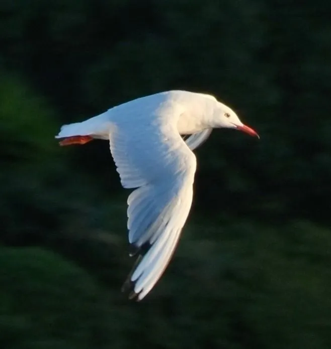 gaivota-de-bico-fino
