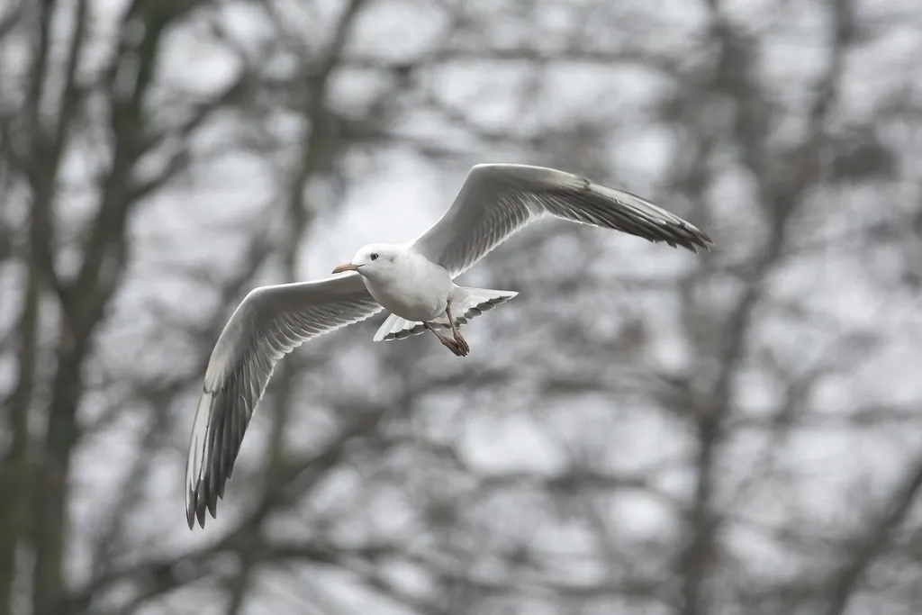 gaivota-de-bico-fino