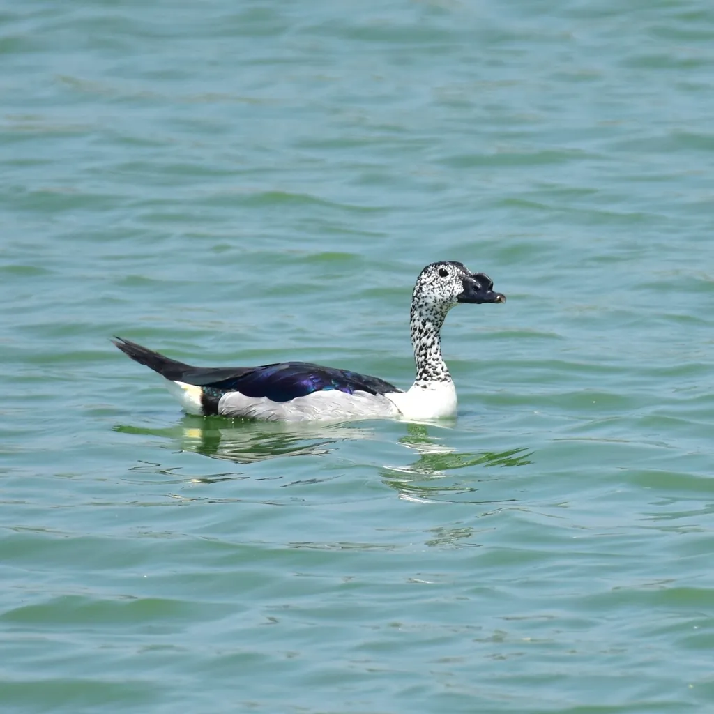 Pato-de-carúncula