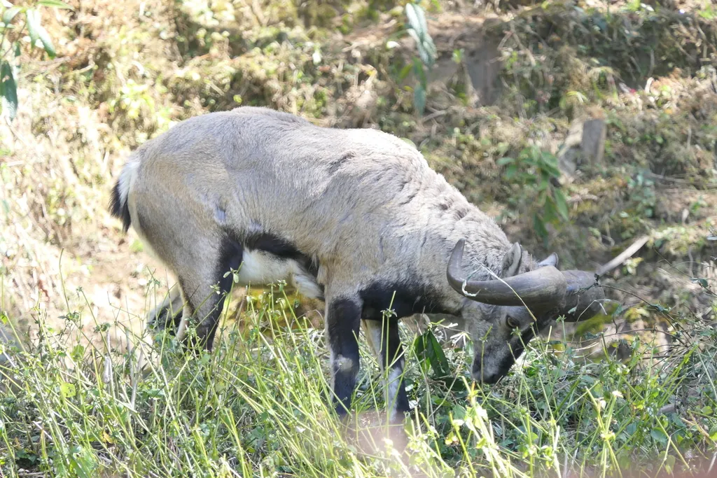 Baral