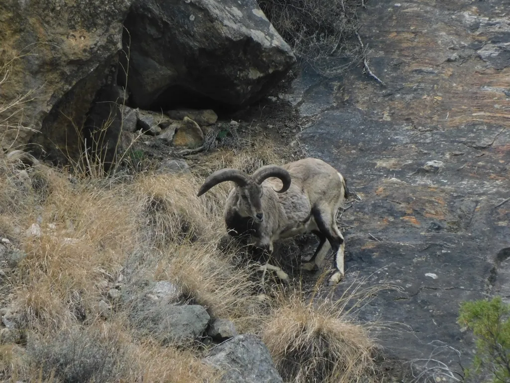 Baral