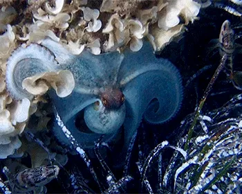 Octopus vulgaris