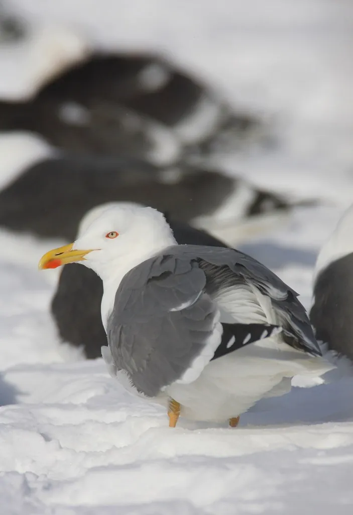 Gaivota-de-patas-amarelas