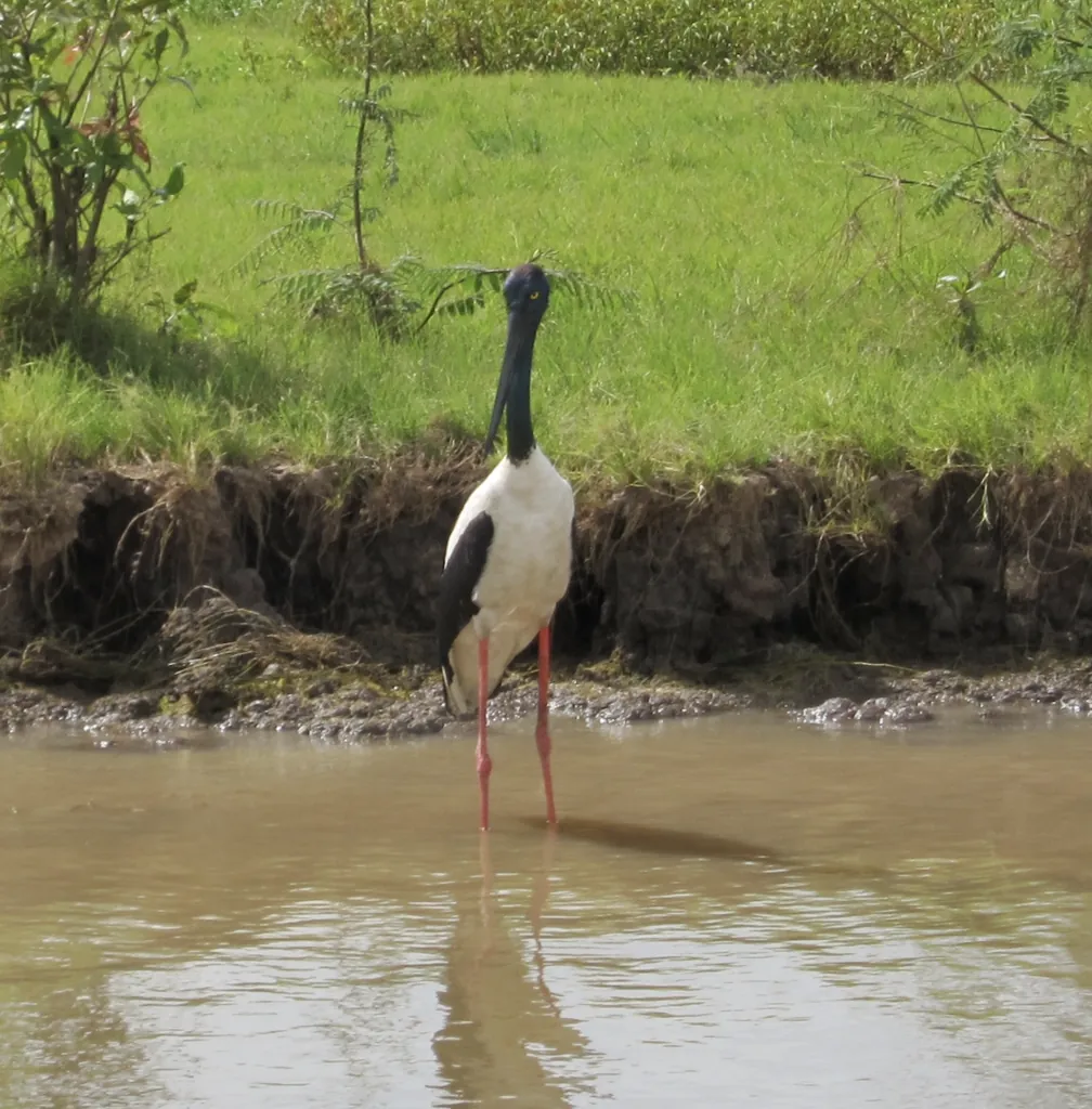 jabiru-asiático
