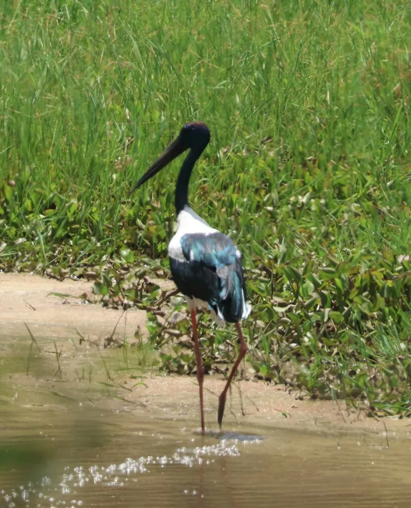 jabiru-asiático