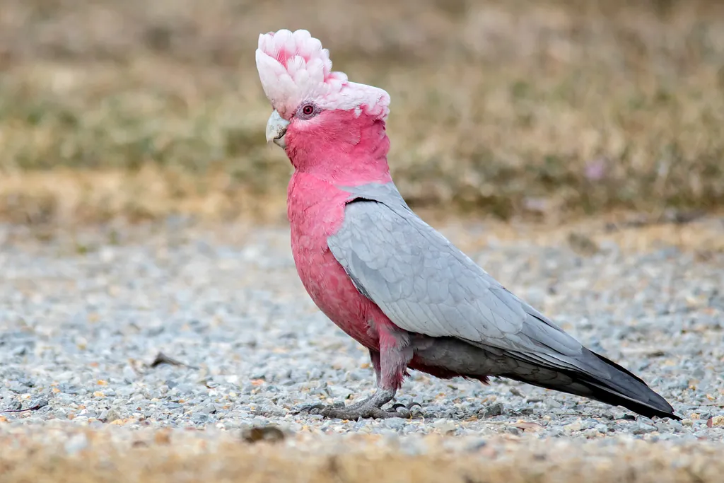 cacatua-galah