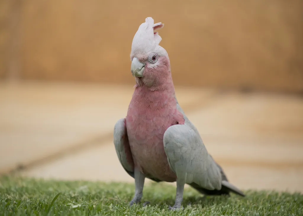 cacatua-galah