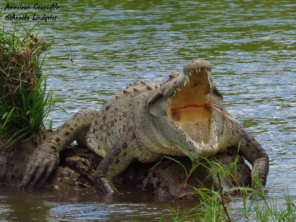 Crocodilo-americano