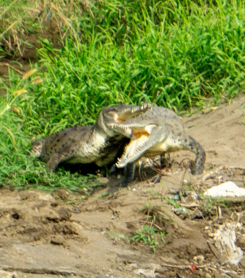 Crocodilo-americano