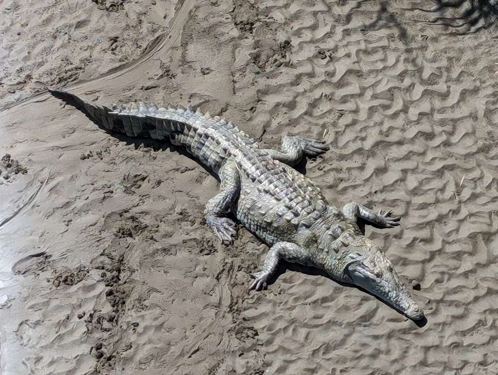 Crocodilo-americano