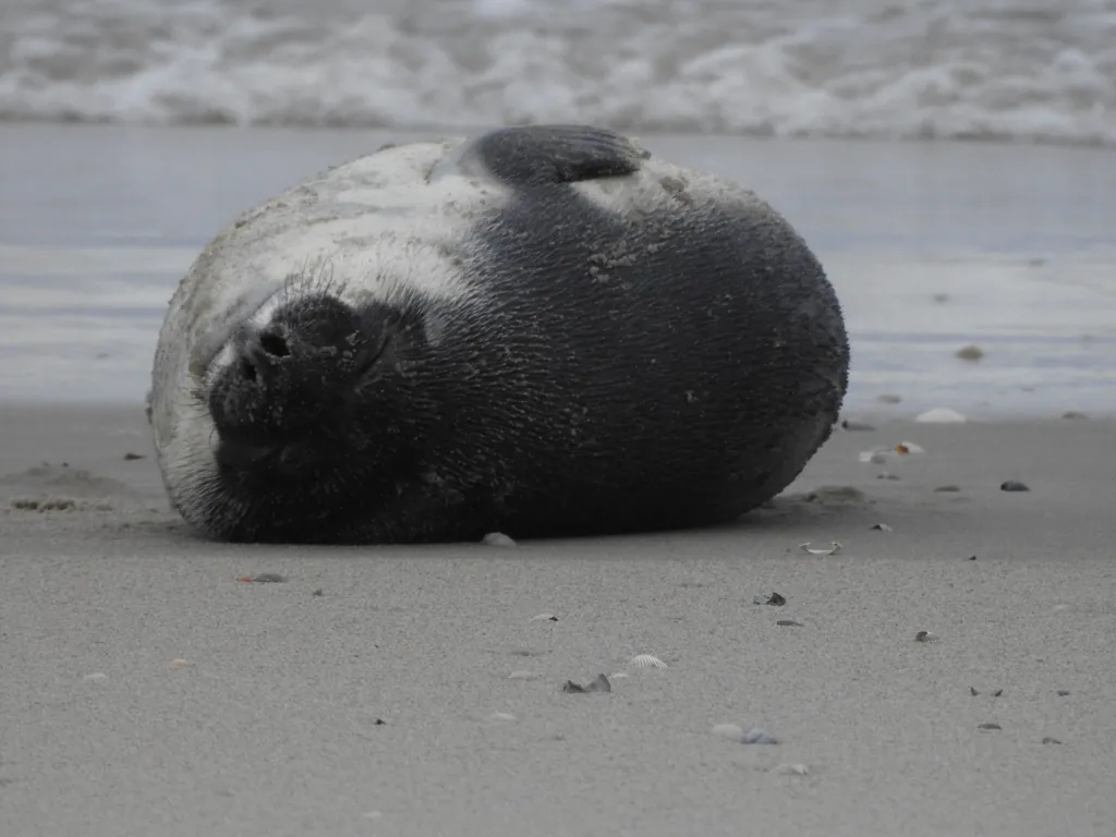 Foca-de-crista