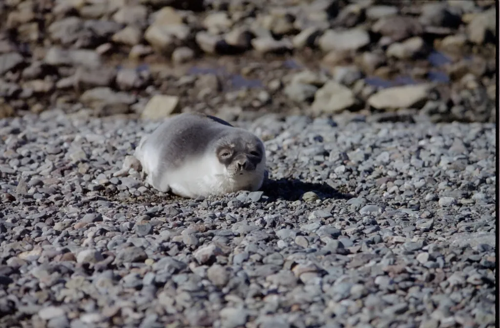 Foca-de-crista