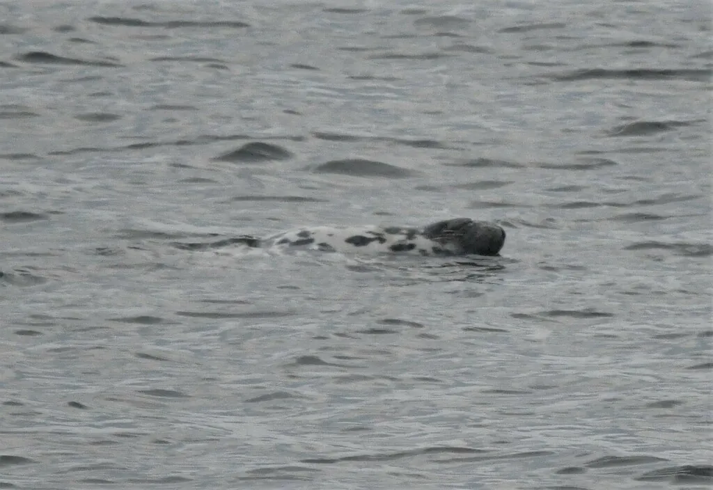 Foca-de-crista
