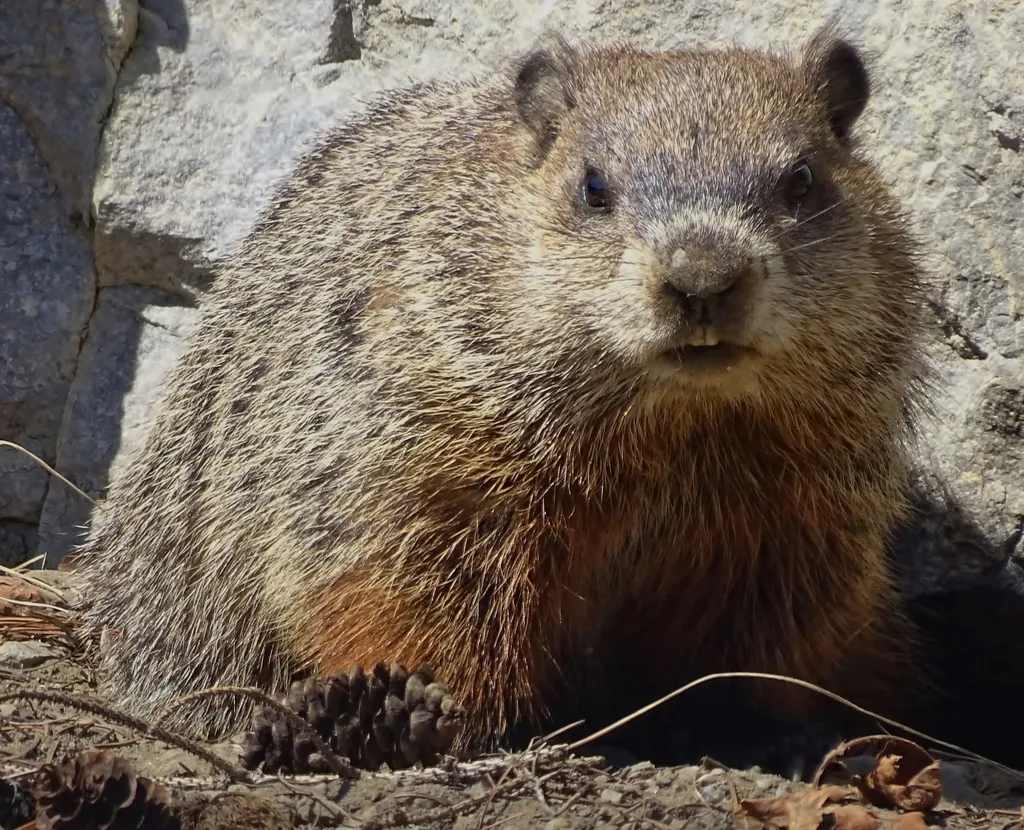 Marmota-comum