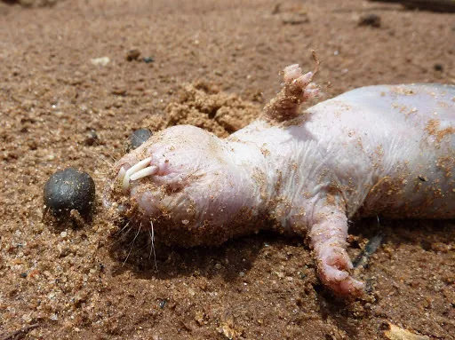 Rato-toupeira-pelado