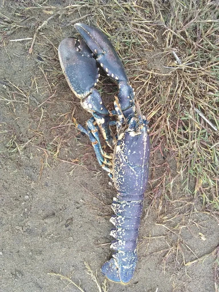 Homarus gammarus