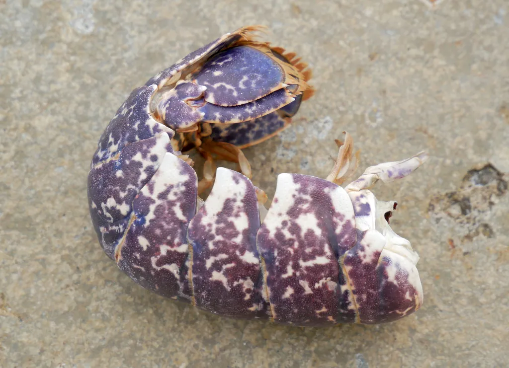 Homarus gammarus
