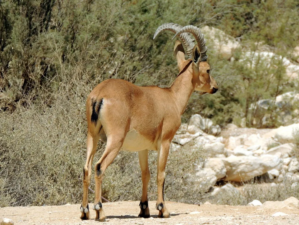 Capra nubiana