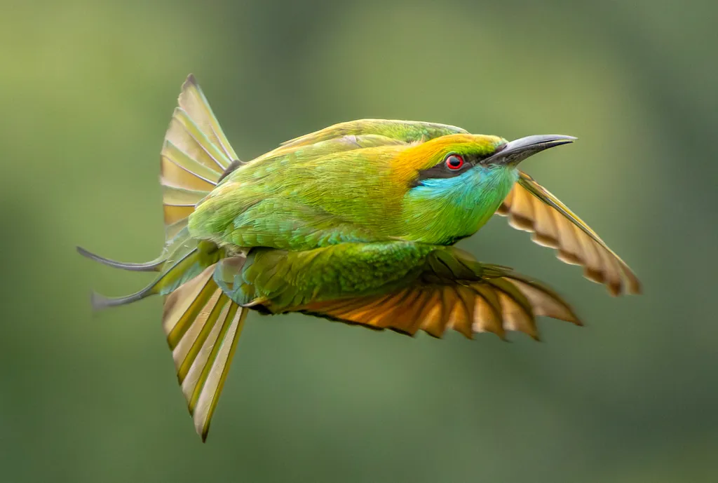 Abelharuco-verde