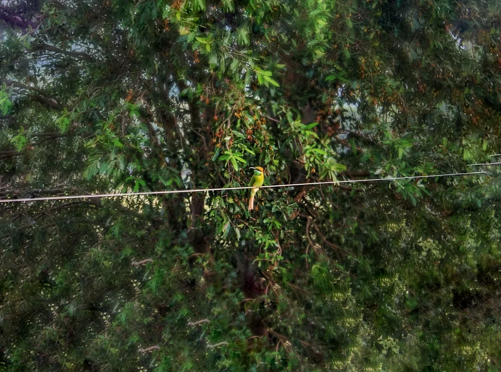 abelharuco-verde