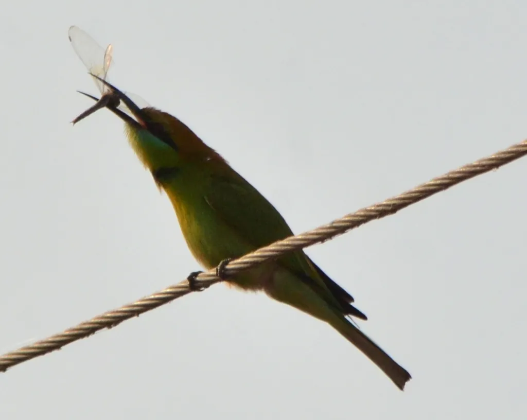 abelharuco-verde