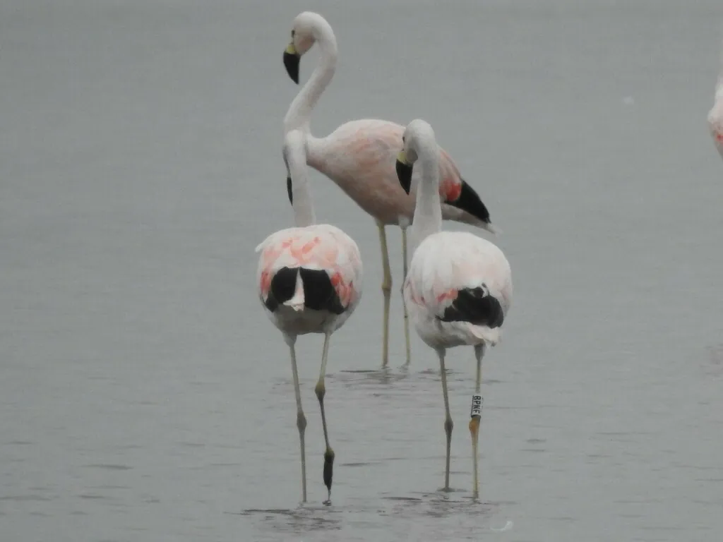 Flamingo-andino