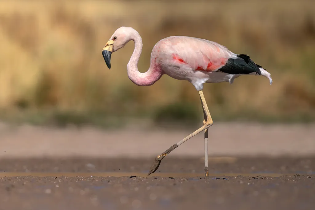 flamingo-andino