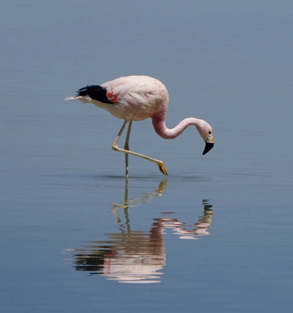 flamingo-andino