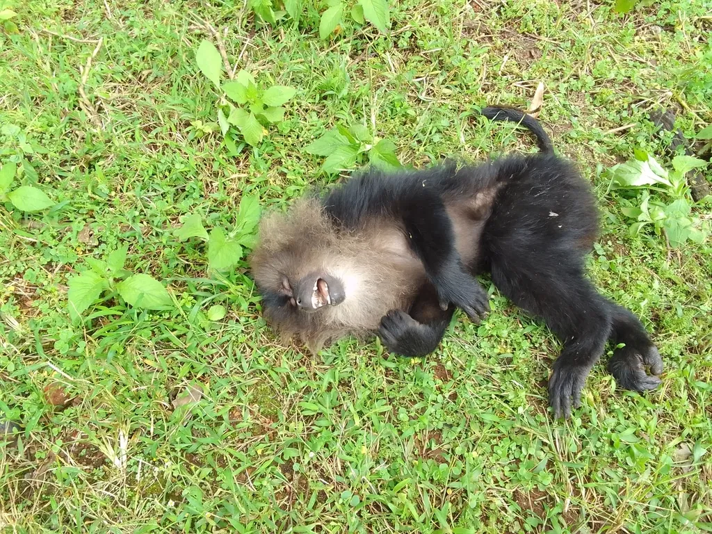 Macaco-cauda-de-leão