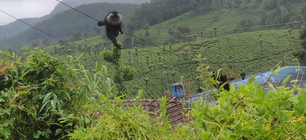 Macaco-cauda-de-leão