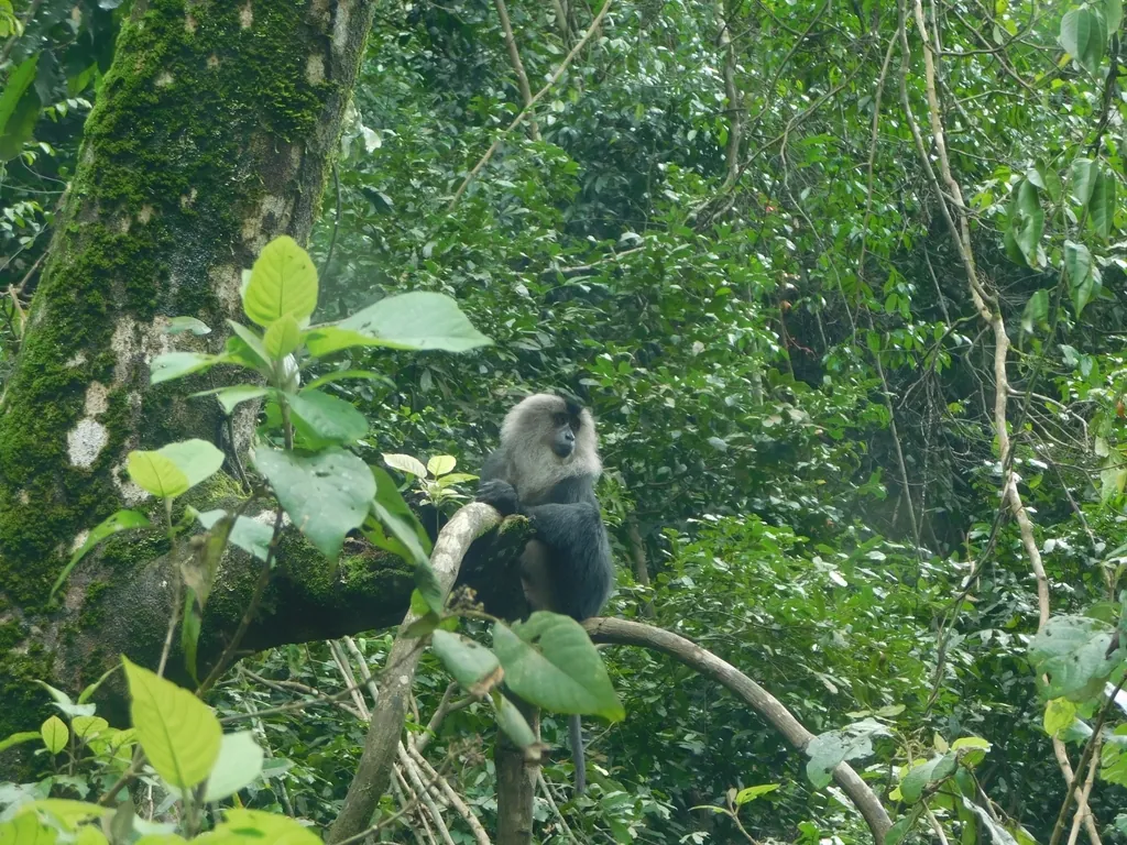 Macaco-cauda-de-leão