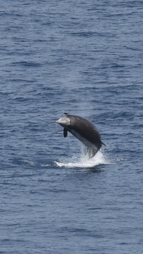 Baleia-bicuda-de-cuvier