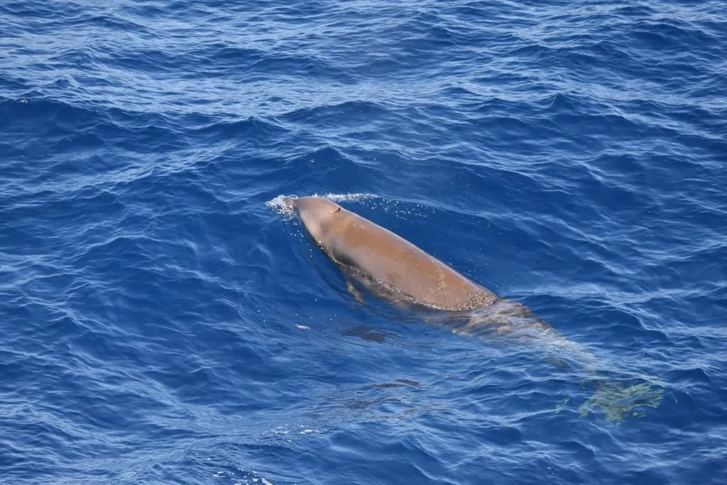 Baleia-bicuda-de-cuvier