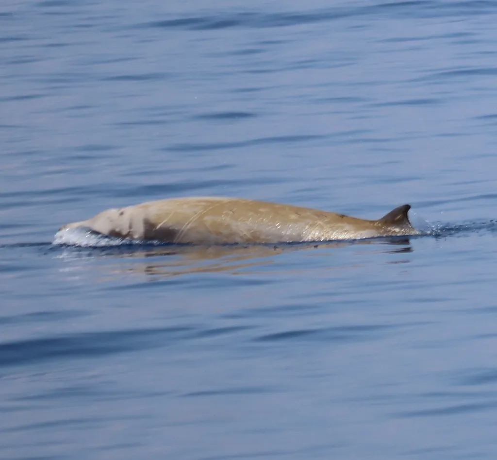 Baleia-bicuda-de-cuvier
