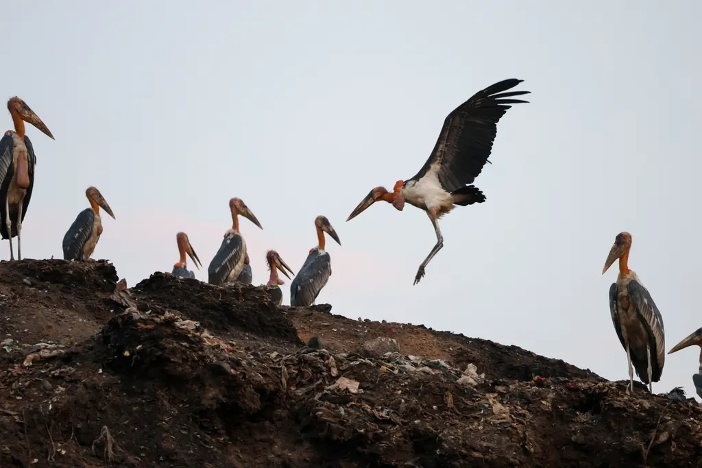 Marabu-grande