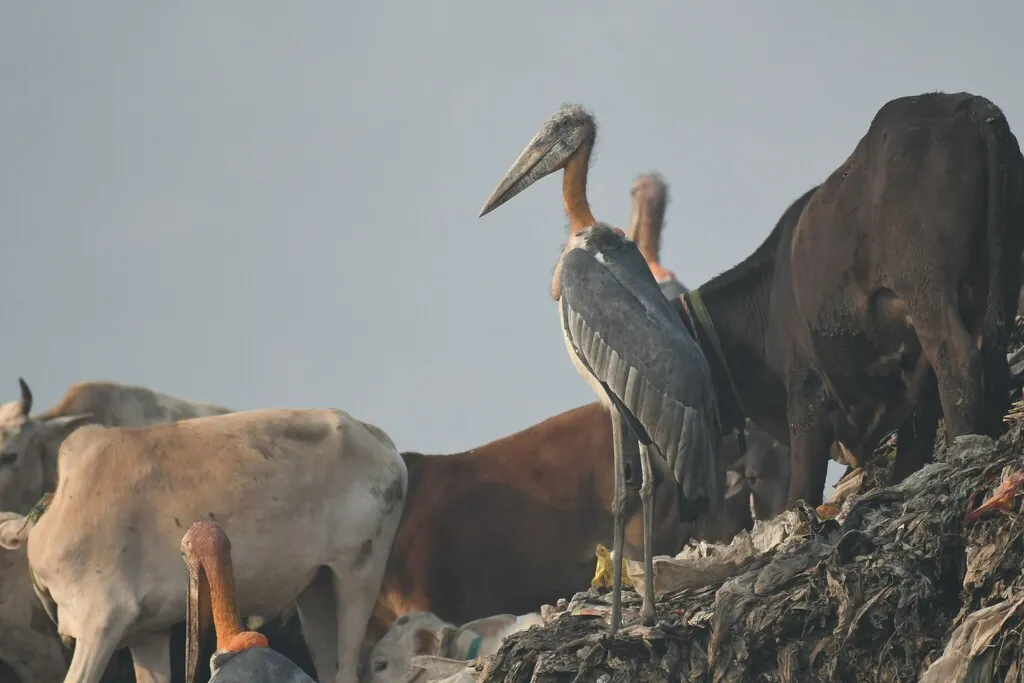 marabu-grande