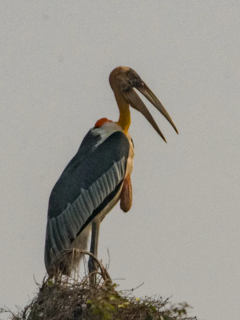 marabu-grande