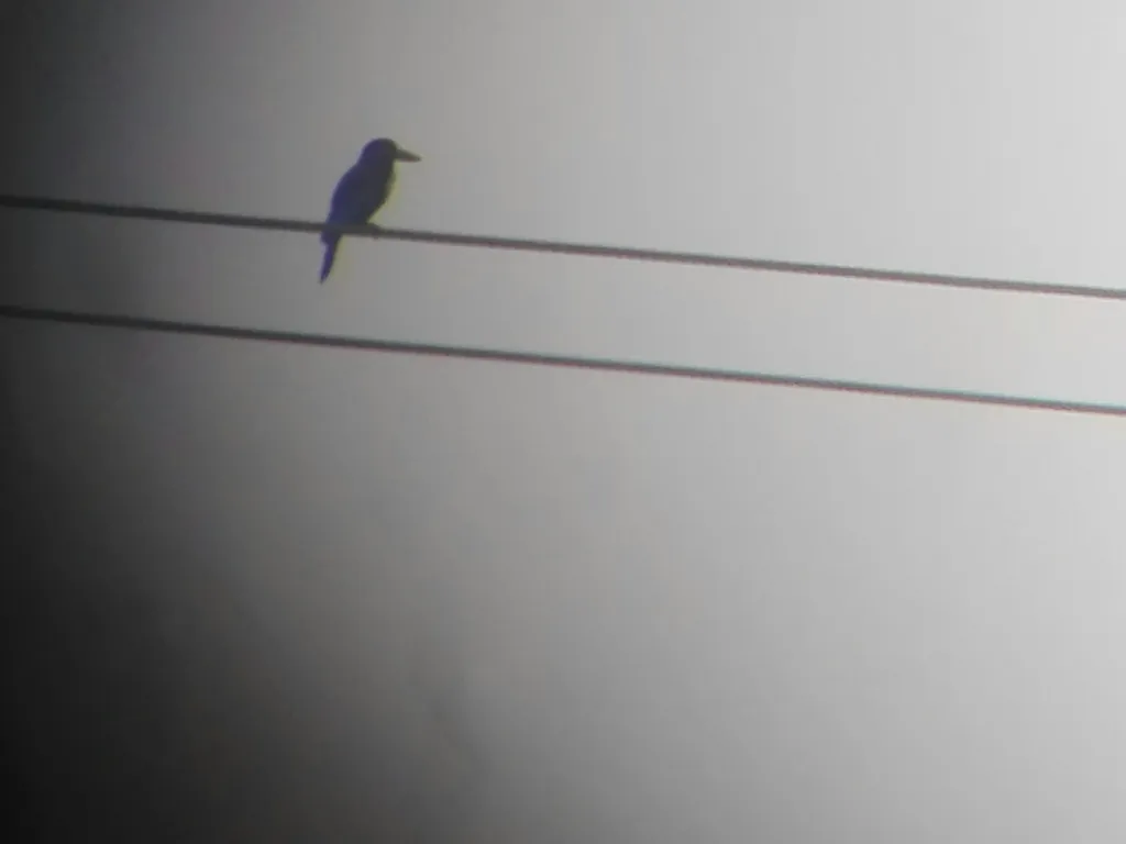 guarda-rios-de-papo-branco