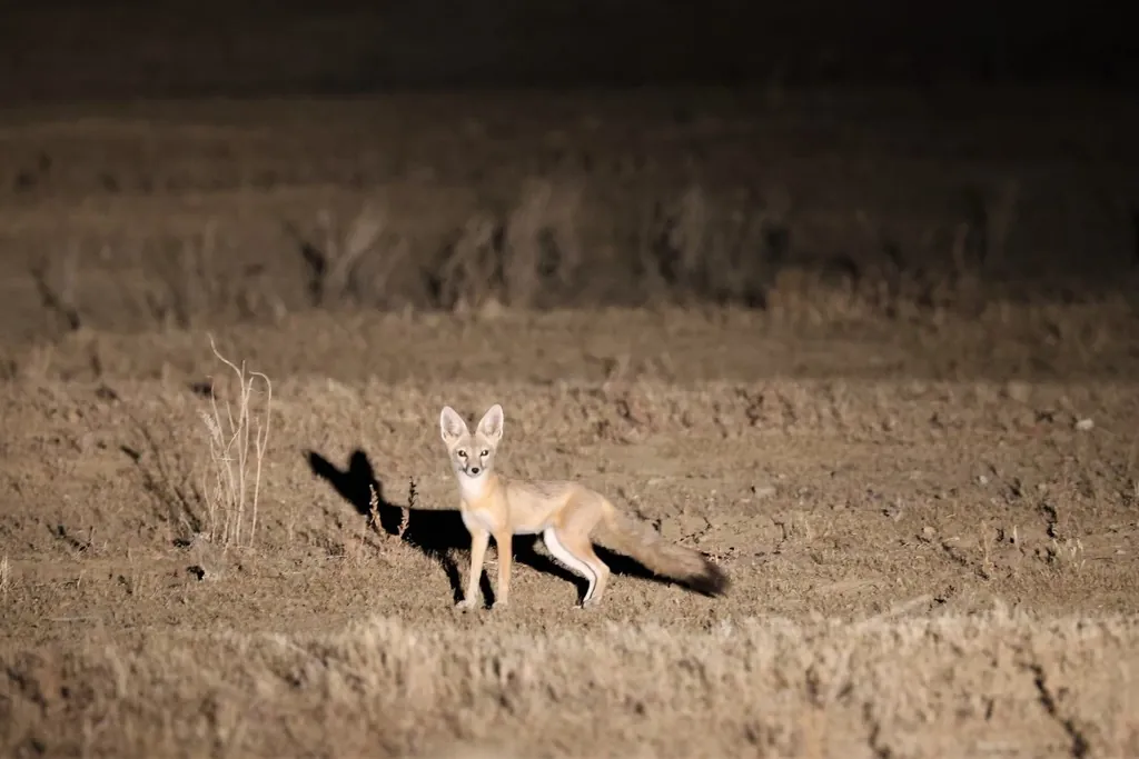 Vulpes macrotis