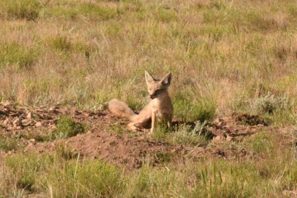 Vulpes macrotis
